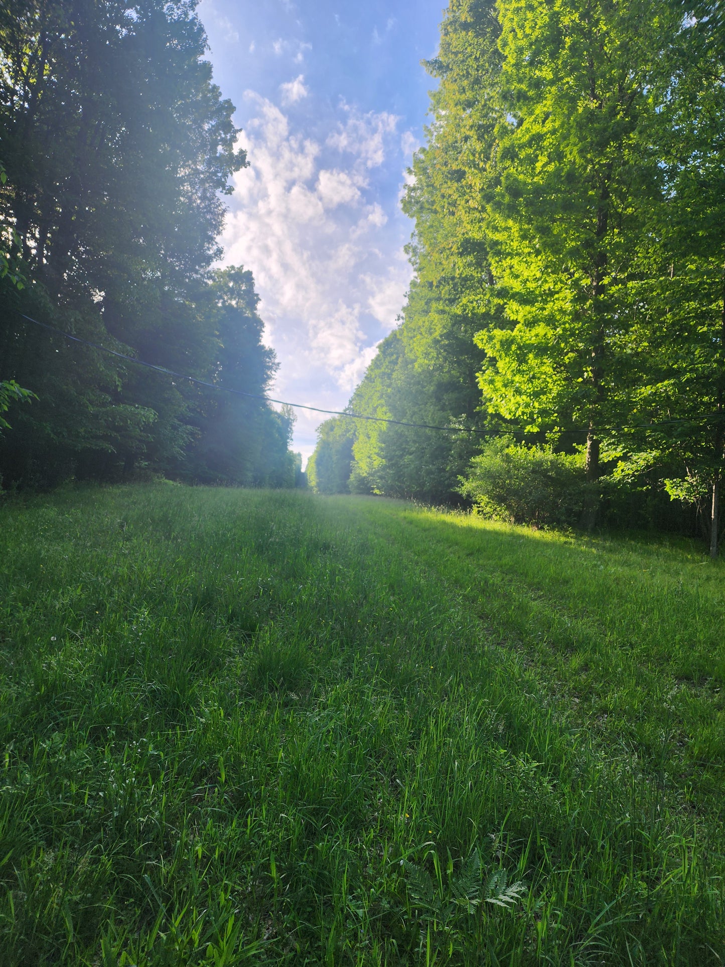 Bucktail Ridge